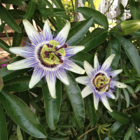 Пасифлора, Passiflora caerulea, снимка 1 - Градински цветя и растения - 44797301