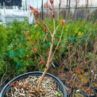  Индийски Люляк, Lagerstroemia indica  Magnifica Rosea, снимка 8 - Градински цветя и растения - 44694455