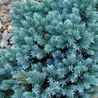 Хвойна Синя звезда - Juniperus squamata Blue Star, снимка 2 - Разсади - 41981961