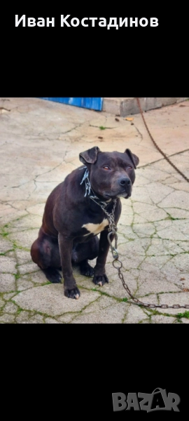 Мъжки питбул за разплод , снимка 1
