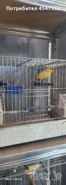 Певчевски канари, снимка 1