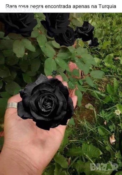 ЧЕРНА РОЗА, Рядък сорт семена на роза, ” Black Night ”, снимка 1