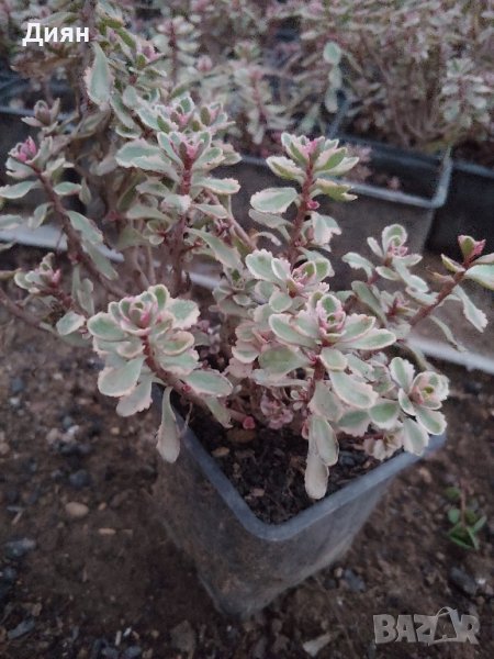 СЕДУМ ТРИКОЛОР Sedum spurium Tricolor

, снимка 1