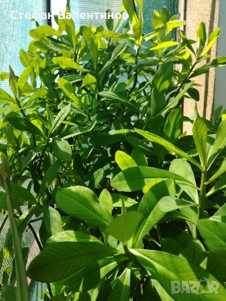 Euphorbia Synadenium grantii (каучуково дърво) , снимка 1