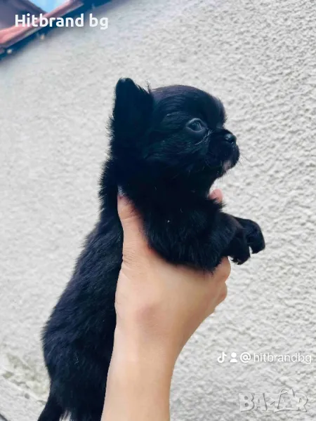 Чихуахуа , снимка 1