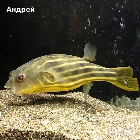 Тетрадон Фахака, снимка 1