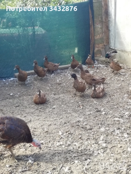 Патици Каки Кембъл и Зеленоглави, снимка 1