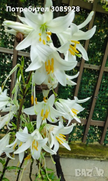 🎉Заявки само пролетта Божествено ухание Бял лилиум (Lilium candidum,  White lily), снимка 1