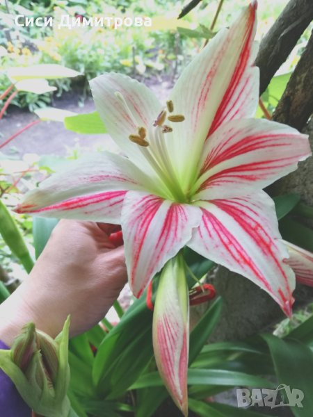 Амарилис, снимка 1