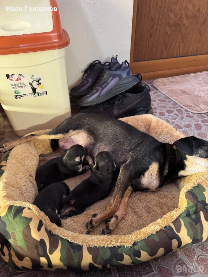 Пинчер, снимка 1