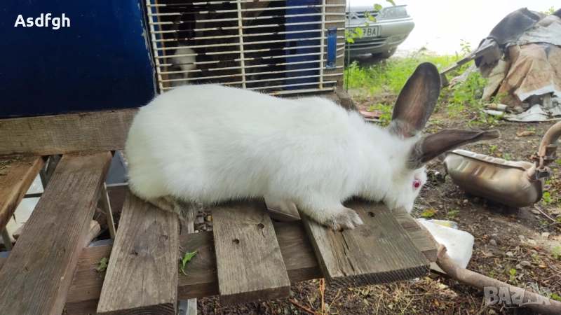 Зайци Калифорнийски зайци, снимка 1