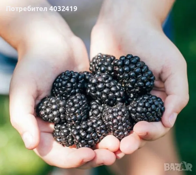 Разсад къпини сорт Джъмбо без бодли, снимка 1