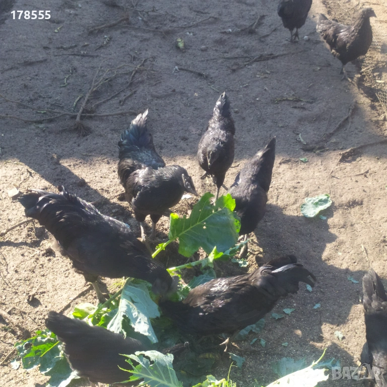 Оплодени яйца от  Аям Кемани!!, снимка 1