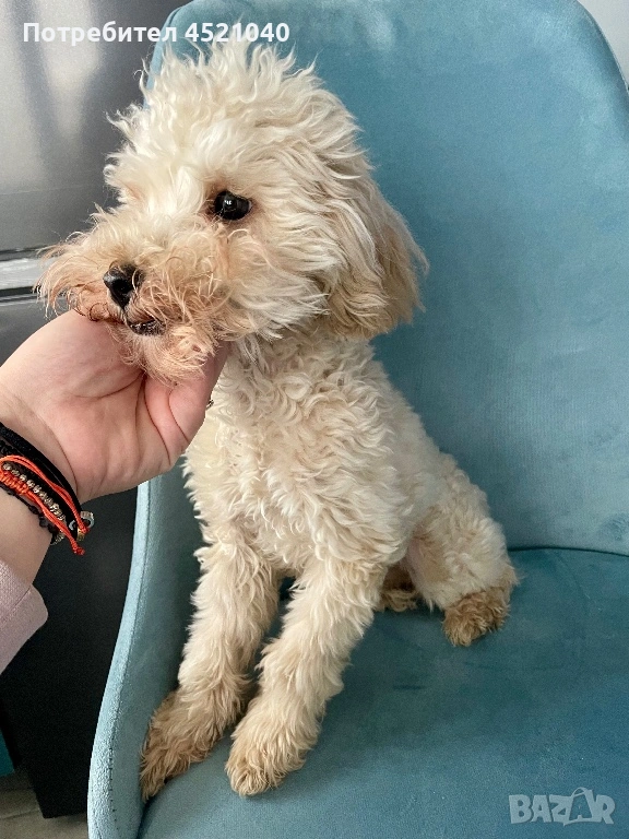 Пудел той , снимка 1