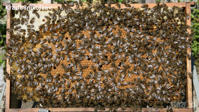 Пчелни отводки , снимка 1