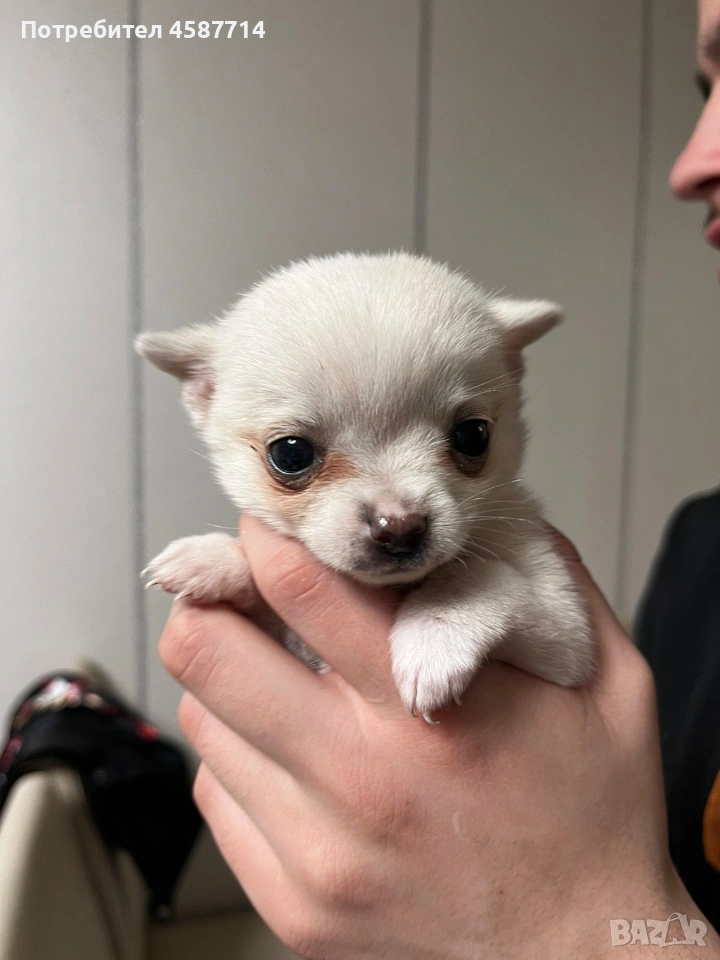мини Чихуа , снимка 1