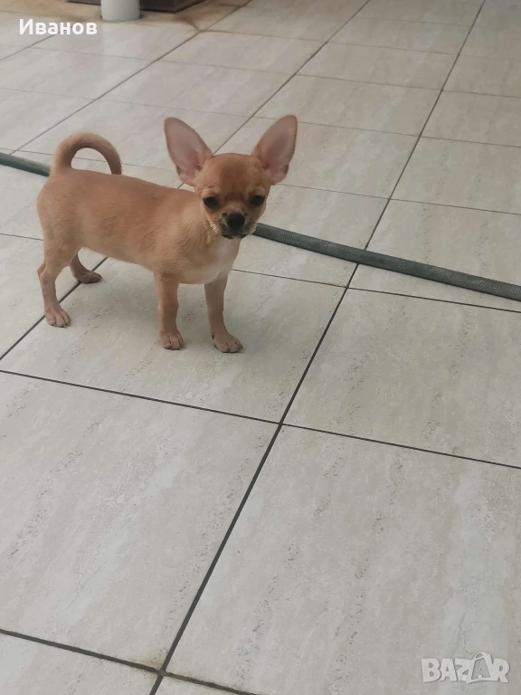 чихуахуа, снимка 1