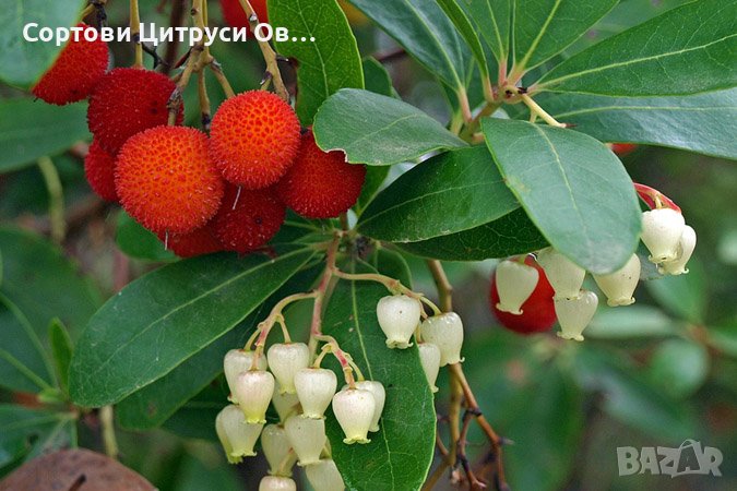 Ягодово Дърво Кумарка Arbutus Unedo, снимка 1