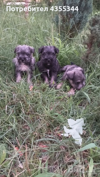 Цвергшнауцер, снимка 1