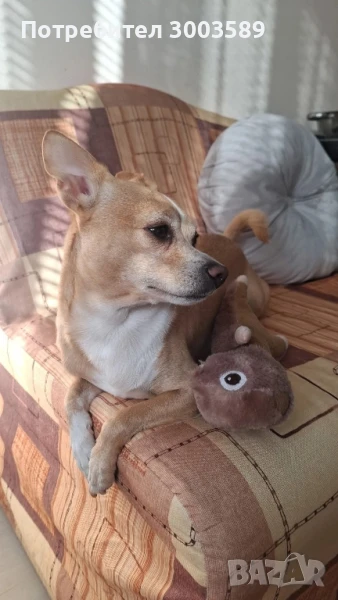 Куче за разплод, снимка 1