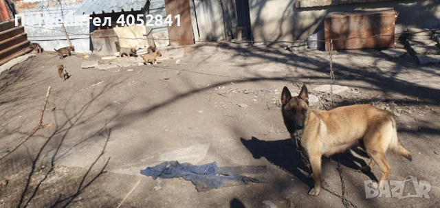 Белгийска овчарка, снимка 4 - Белгийска овчарка - 53830391