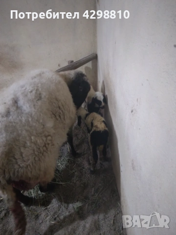 Овце, снимка 7 - Овце - 53366291
