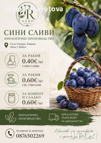 Сини сливи сорт Стенлей за ракия или сладко, снимка 2 - Други - 55968925