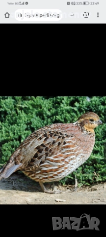 Вирджински масков пъдпъдък , снимка 11 - други­ - 52924055