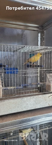 Певчевски канари