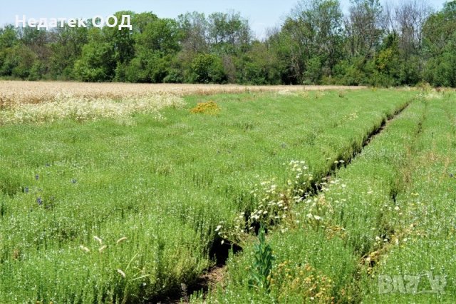 Био етерично масло Лимонова чубрица, 100% натурално, 5 мл, снимка 3 - Други - 35799680