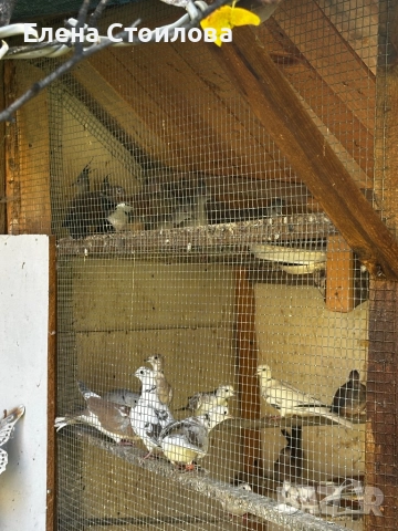 Гугутки различни видове, снимка 6 - Гълъби - 52254187