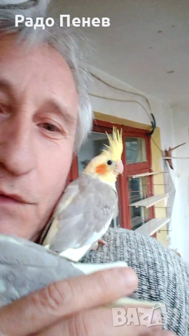 Корели - Социални малки сладури, двумесечни :), снимка 3 - Папагали - 53723678