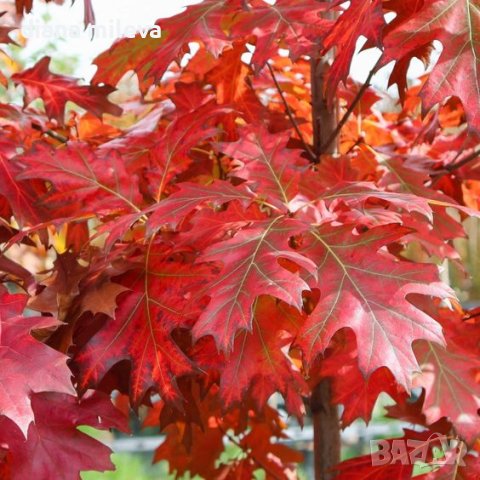 Червен американски дъб / Quercus rubra, снимка 2 - Градински цветя и растения - 42069362