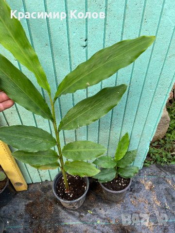 Подправки, билки, лечебни, екзотични растения, снимка 10 - Градински цветя и растения - 42253505