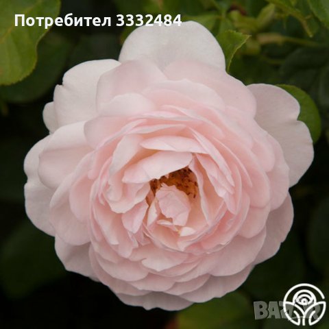 Роза 58, снимка 4 - Градински цветя и растения - 41902752