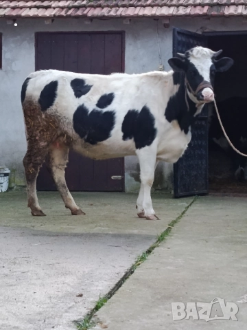 Продавам бременни юници , снимка 9 - Крави - 52893447