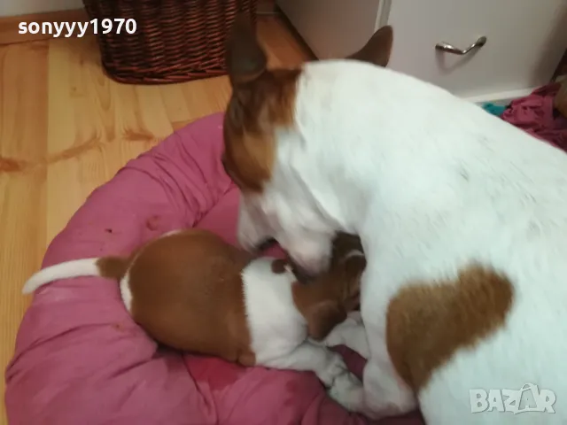 джакове-бебета с първа ваксина и паспорт 0502251824, снимка 3 - Джак ръсел териер - 48981730