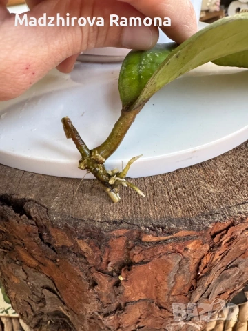 Hoya Elephant , снимка 3 - Стайни растения - 53819030