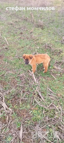 подарявам , снимка 9 - Други - 52387377