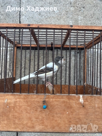 Продавам канари - канарчета , снимка 4 - Канари - 51264689