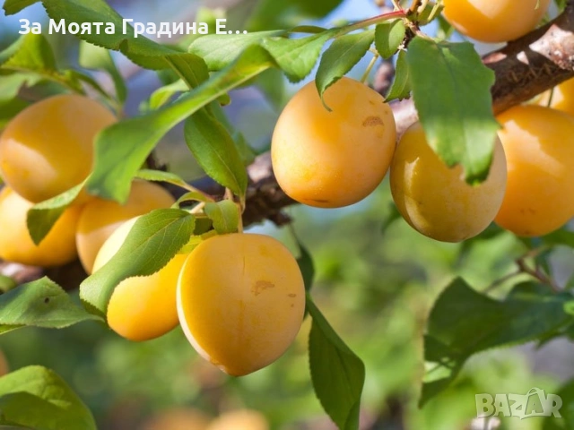 Руска слива - Жълта Афъзка , снимка 3 - Градински цветя и растения - 53618224
