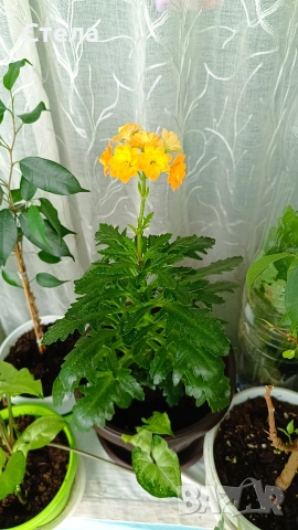 комплект цветя 10 евро и други цветя , снимка 8 - Стайни растения - 53144265