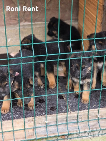 Немски Овчарки !, снимка 7 - Немска овчарка - 52650450