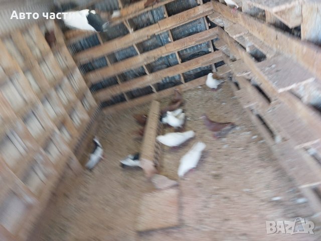 пазарджишки високолетачи.със добри полети, снимка 16 - Гълъби - 41818427