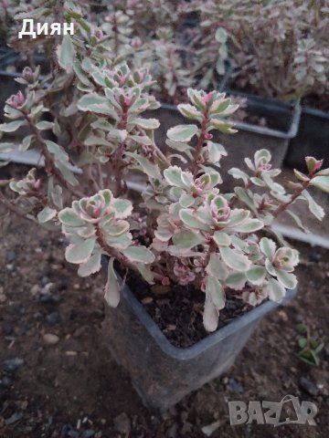 СЕДУМ ТРИКОЛОР Sedum spurium Tricolor

