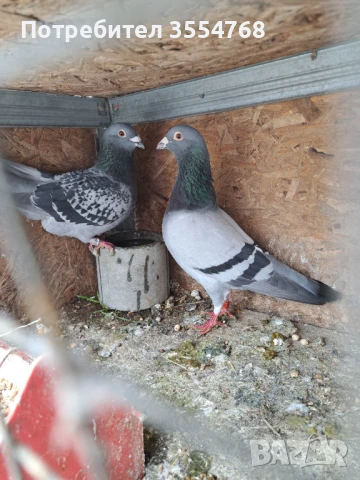 Продавам спортни гълъби , снимка 4 - Гълъби - 50497845
