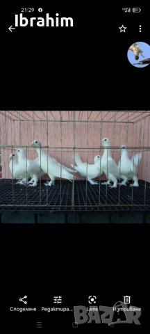 Adanaki, снимка 3 - Гълъби - 32673455