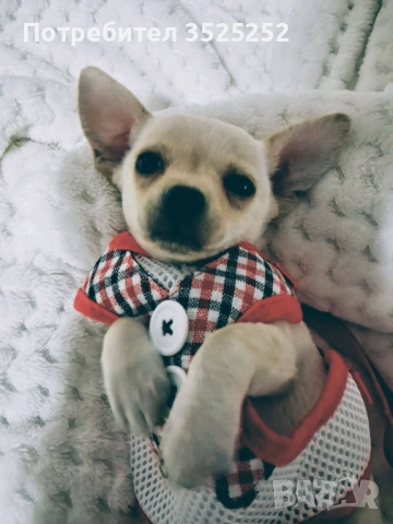 ПРОДАВАМ  МИНИ  ЧИХУПИНЧЕР НА 45 Д. !, снимка 5 - Чихуахуа - 53613753