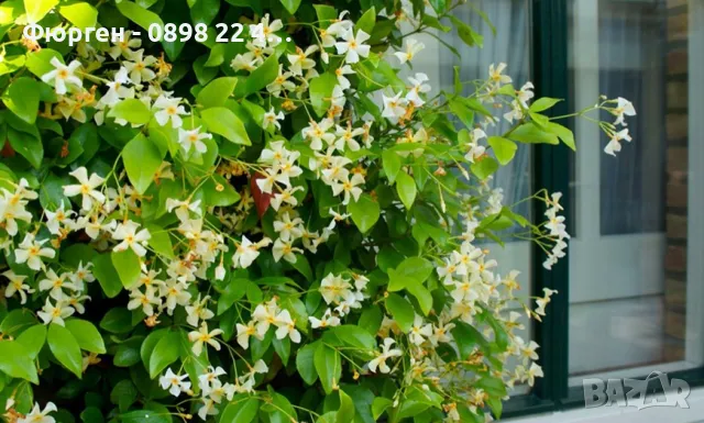 Жасмин вечно зелен Ароматен Налични 4 вида , снимка 9 - Разсади - 44925163