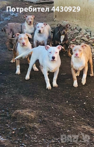 Американско були XL, снимка 3 - Други - 52951113